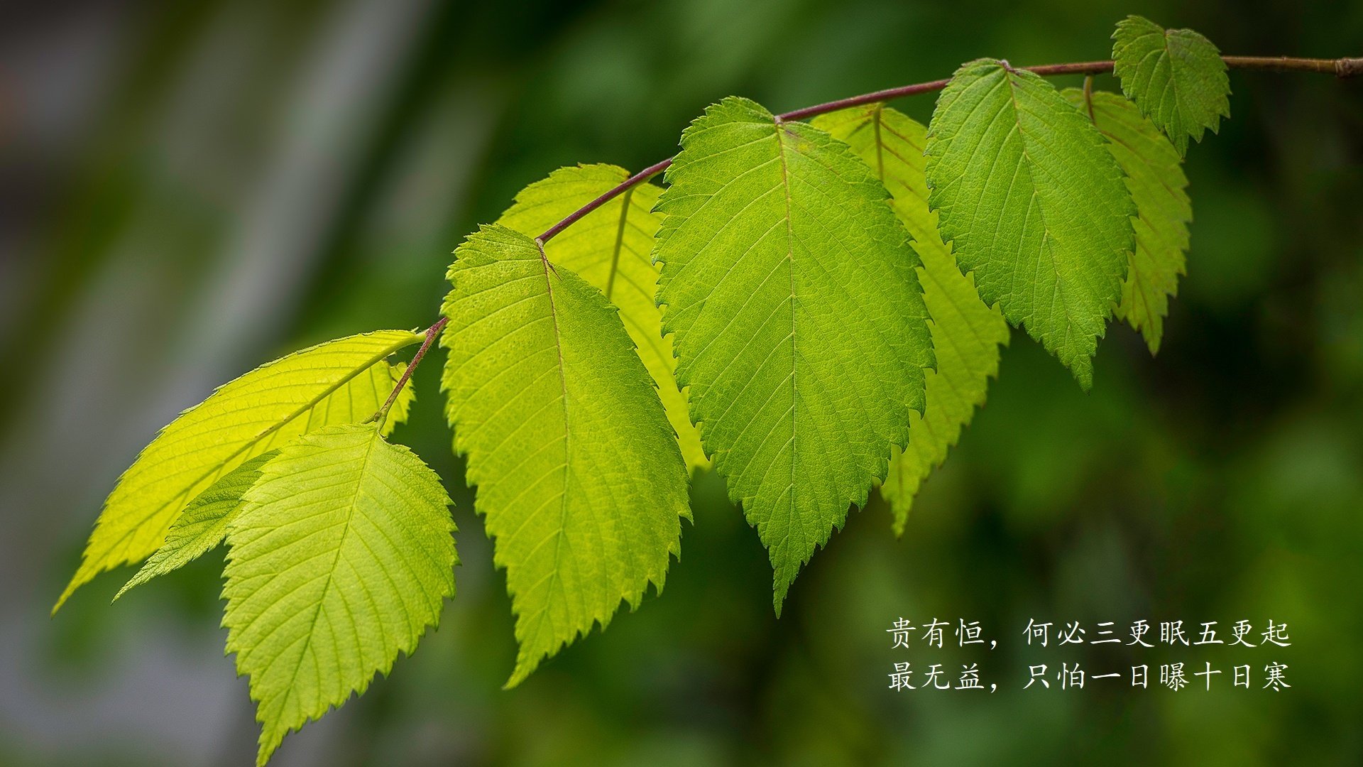 开云·体育官方网站入口-博卡小将初露头角,表现积极,博卡坦百度百科